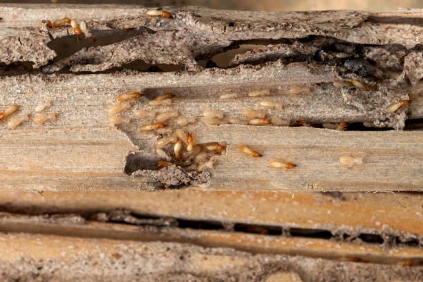 Best Pest Prevention Services  in Atasdero, CA